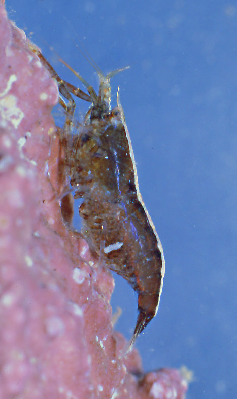 Alpheus dentipes, Calcinus tubularis e Athanas nitescens